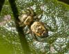 Heliophanus tribulosus